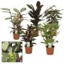 CALATHEA H65 P17