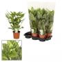 CALATHEA leopardina H65 P17
