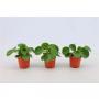PILEA peperomoides Baby H10 P7