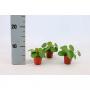 PILEA peperomoides Bambino H10 P5.5