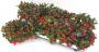 GAULTHERIA procumbens H18 P11-COUL