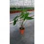 ALOCASIA zebrina H75 P19