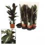 CALATHEA maui Queen H65 P17