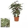 Ctenanthe compactstar h60-p17