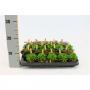 PEPEROMIA bambino H10 P5.5