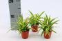 CHLOROPHYTUM ocean Bambino H10 P5.5