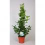 FICUS moclame H90 P19