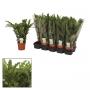 Calathea blue grass h40-p12