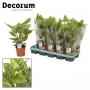 CALATHEA leopardina H40 P12