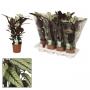 CALATHEA whitestar H45 P14