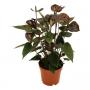 Anthurium grandiflora noir 4/5flr-h35-p12