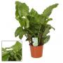 CALATHEA network H65 P17