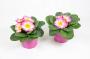 PRIMULA acaulis Lipstick H15 P11