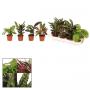 CALATHEA H20 P7