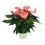 ANTHURIUM maine 10FLR H70 P21