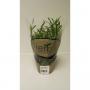 LAVANDULA H30 P12