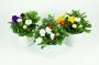 PLANTE bisannuelle Printemps Deluxe cultivé dans le pot H22 P13