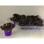 TRADESCANTIA purple Passion H14 P7-COUL