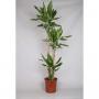 DRACAENA steudneri 105-60-20 P24