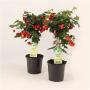 ABUTILON rouge TG H50 P14