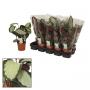 CALATHEA pictorata H40 P12