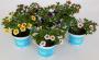 CALIBRACHOA aloha H20 P12