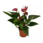ANTHURIUM karma Purple 4/5FLR H25 P9
