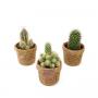 CACTUS koko H15 P10-BIO