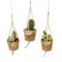 CACTUS string Koko H15 P10-BIO