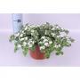 BACOPA blanc H20 P17