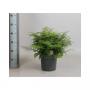ASPLENIUM parvati H45 P22