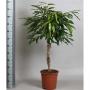 FICUS amstel King TG-TRESS H110 P27