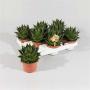 ALOE cosmo H17 P11