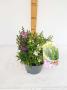 Angelonia angustifolia trio 3p-h35-p19
