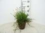 LAVANDULA angustifolia Bleu + Muehlenbeckia H35 P16-TC