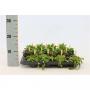 Plante verte luxe bambino h10-p5.5