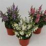 Angelonia h25-p12