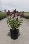 Buddleja d.'fun.fuc.fir.edit.h60-c10l