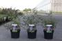 Buddleja davidii 'sophie'® h60-c10l
