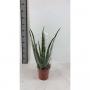 ALOE vera H75 P19