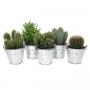 Cactus/Succulent Seau H15-P11-Zinc