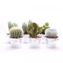 Cactus/Succulent Seau H25-P16-Zinc