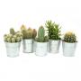 Cactus/Succulent Seau H10-P9-Zinc