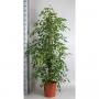FICUS benjamina H190 P30