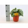 PEPEROMIA argyreia H25 P15