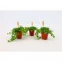 PILEA depressa Bambino H10 P5.5