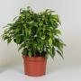 FICUS green Kinky H30 P12