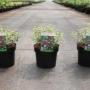 Abelia grandiflora sparkling silver h30-c3.6l