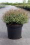 Abelia pinky bells proven winners h40-c10l