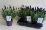 LAVANDULA stoechas Lamorosia H30 P12